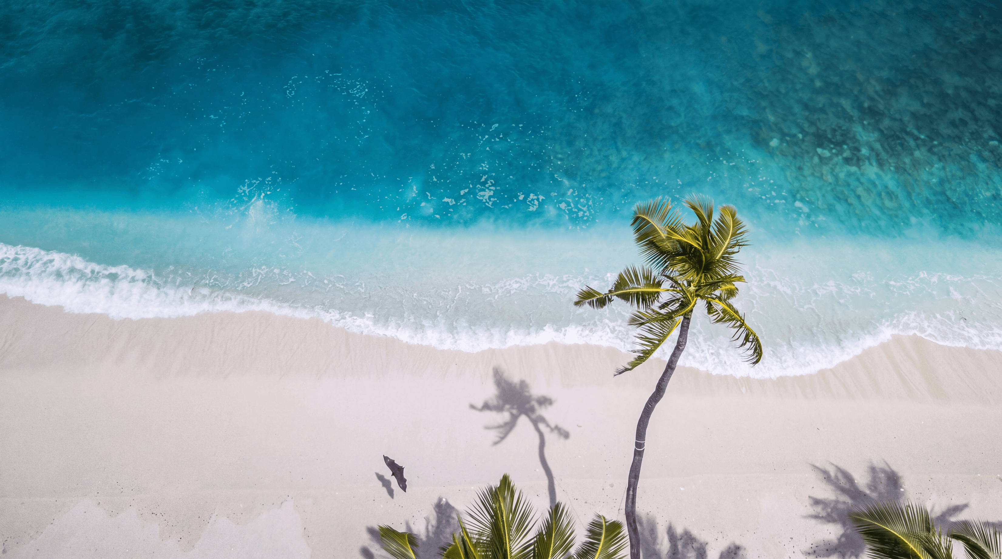 Looking straight down on a palm tree, white sand and turquoise surf on a Maldives beach