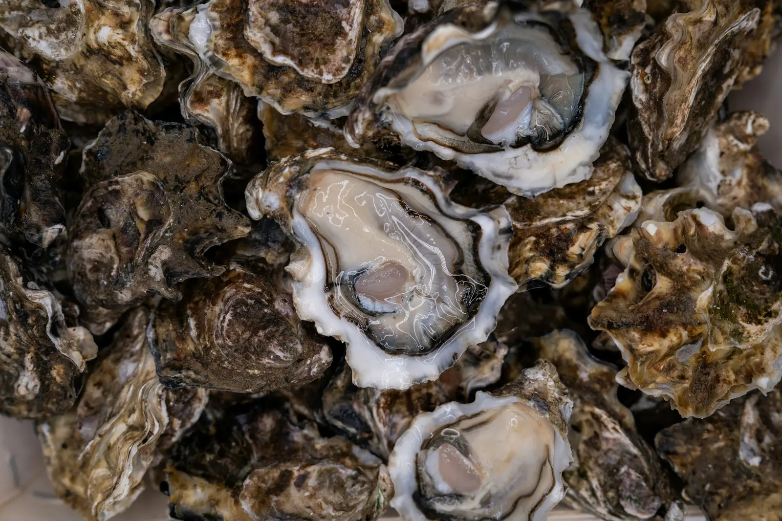 A platter of fresh oysters